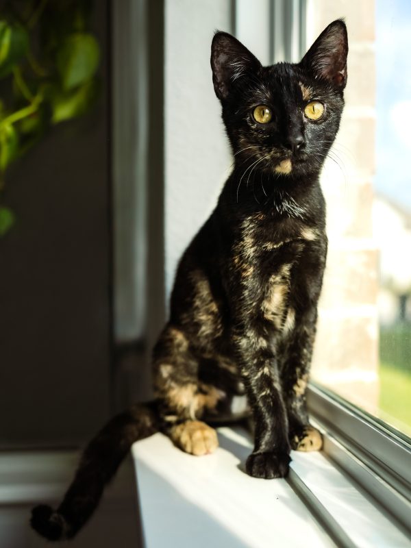 Lark the tortie cat owned by austin photographer Maegan Kylie Photography