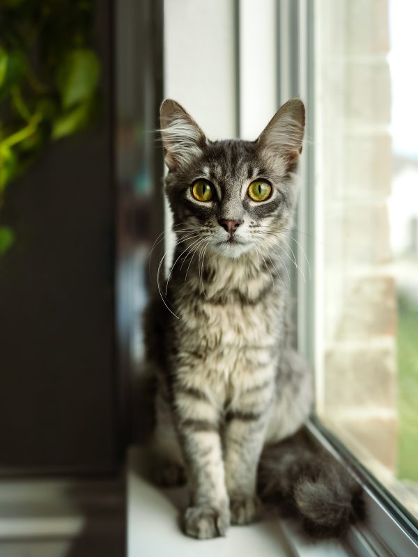 Sloane the long haired cat owned by austin photographer Maegan Kylie Photography