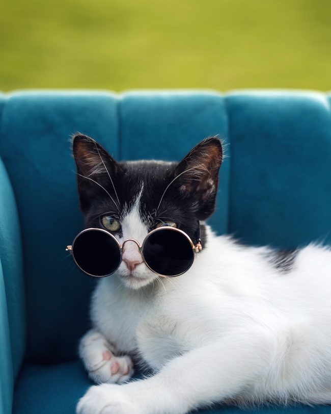 Juniper the cat cow owned by austin photographer Maegan Kylie Photography