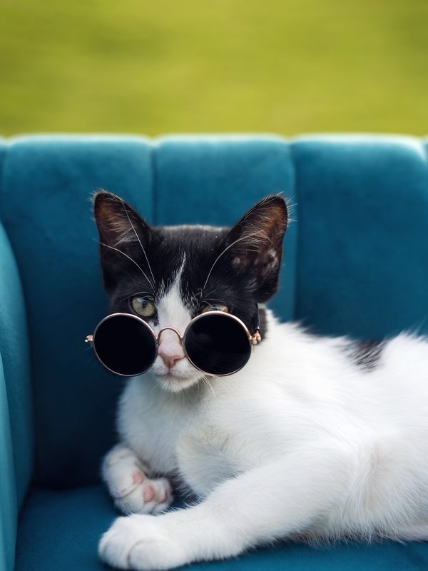 Juniper the cat cow owned by austin photographer Maegan Kylie Photography