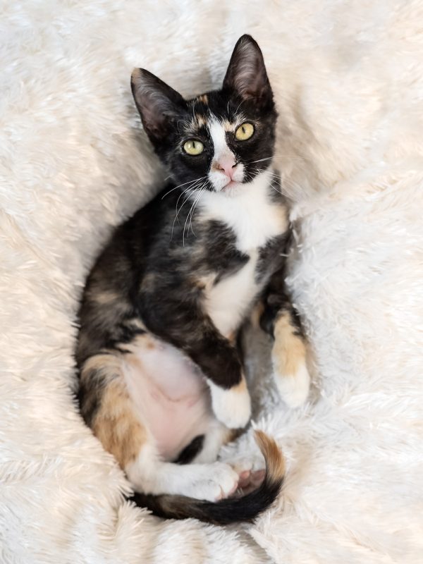 In loving memory of Willow the tortico cat owned by austin photographer Maegan Kylie Photography Tilly Project Affiliate